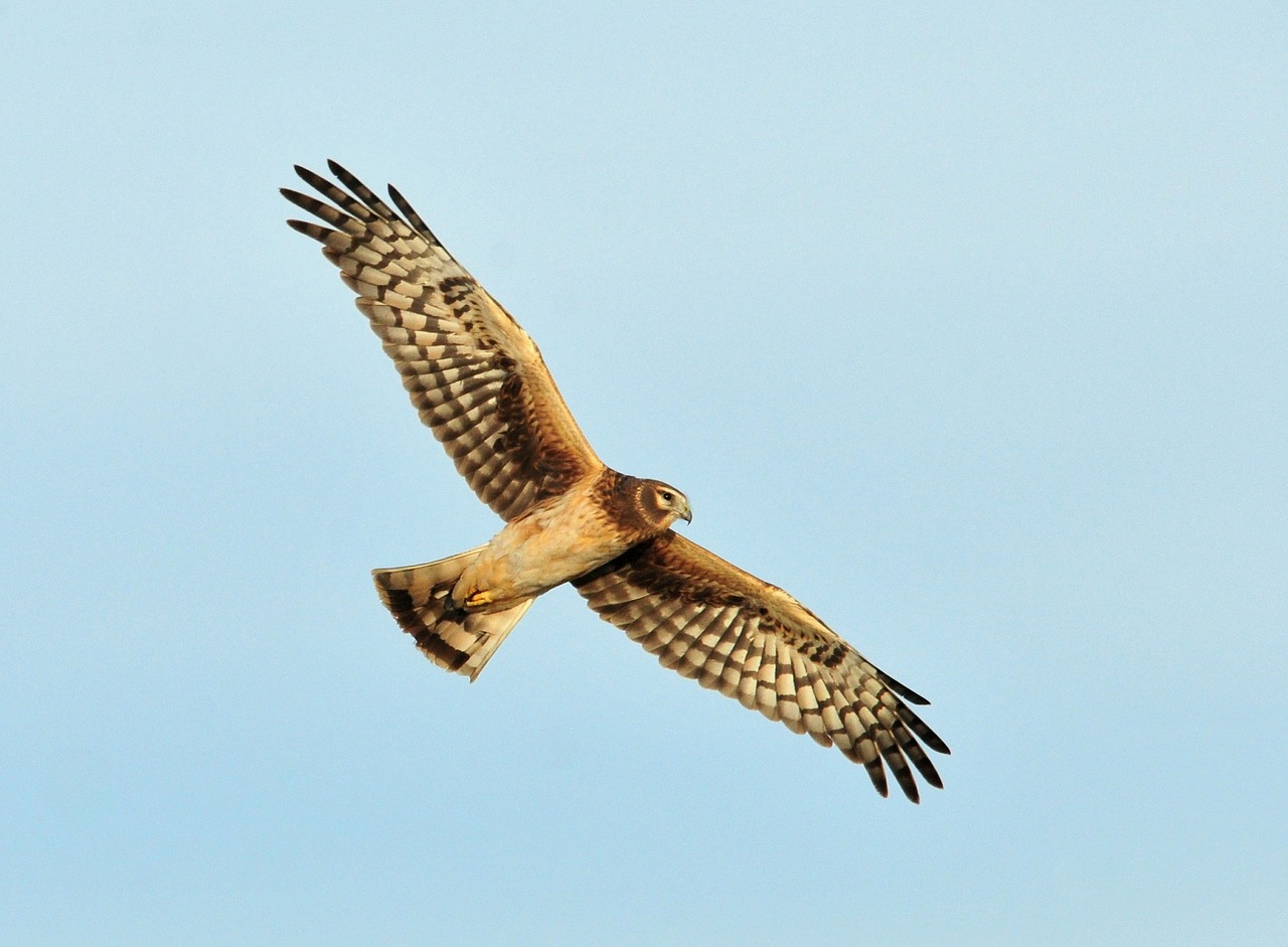 Harrier, Višta, Šiaurinis, Skraidantis, Paukštis, Dangus, Laukinė Gamta, Gamta, Lauke, Portretas