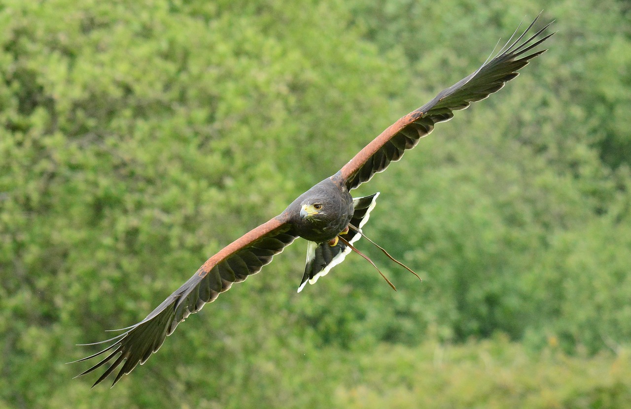 Harris,  Hawk,  Skraidantis,  Paukštis,  Snapas,  Medžioti,  Predator,  Raptor,  Pobūdį,  Miškas