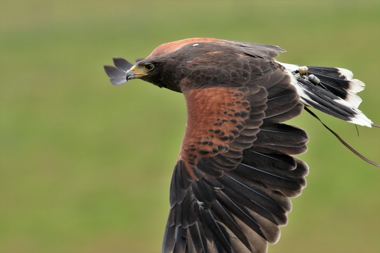 Hariso Vanagas, Salkūnai, Harris, Paukštis, Medžiotojas, Plėšrūnas, Laukinė Gamta, Raptoras, Falcon, Mėsėdis