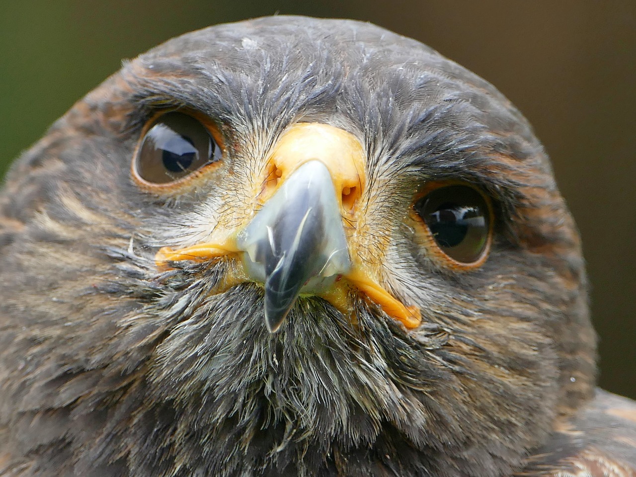 Hariso Vanagas, Raptoras, Salkūnai, Plėšrusis Paukštis, Laukinis Gyvūnas, Nemokamos Nuotraukos,  Nemokama Licenzija