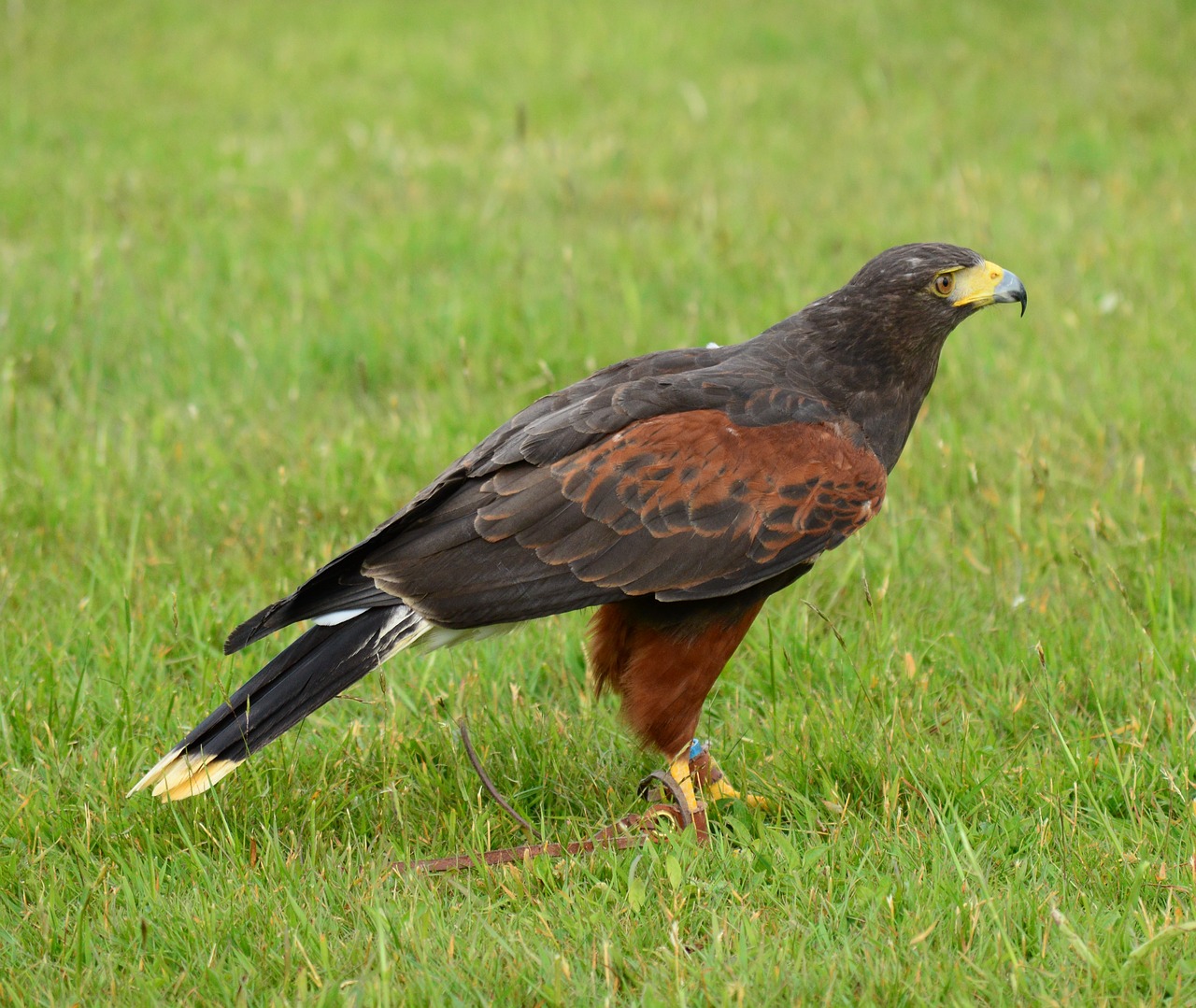 Harris Hawk,  Raptor,  Paukštis,  Snapas,  Grobuoniškas,  Laukinių,  Hunter,  Falconer,  Ornitologijos,  Medžioklė Su Sakalais