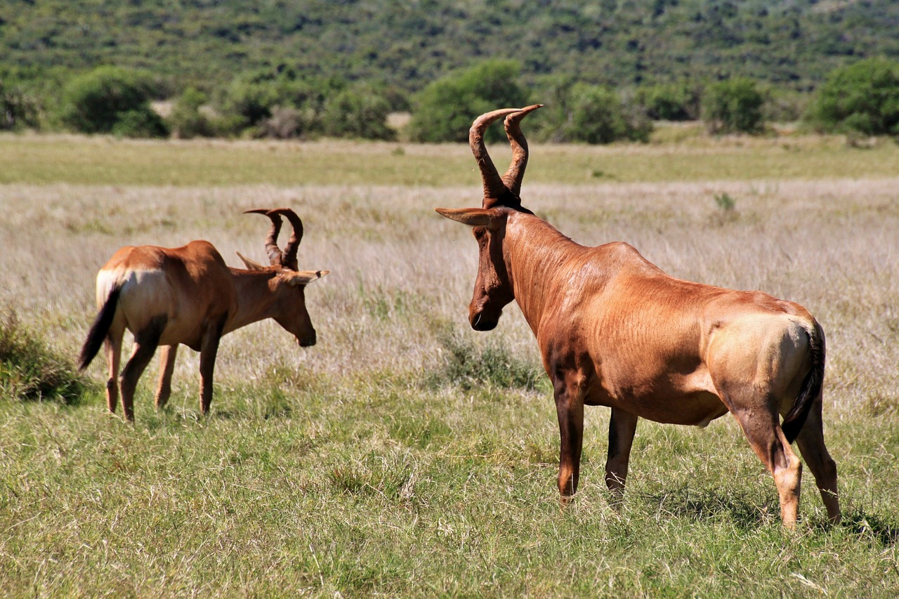 Hartebeest, Kankinti, Bock, Laukinis Gyvūnas, Laukinė Gamta, Gyvūnų Pasaulis, Bushland, Safari, Pietų Afrika, Gyvūnai