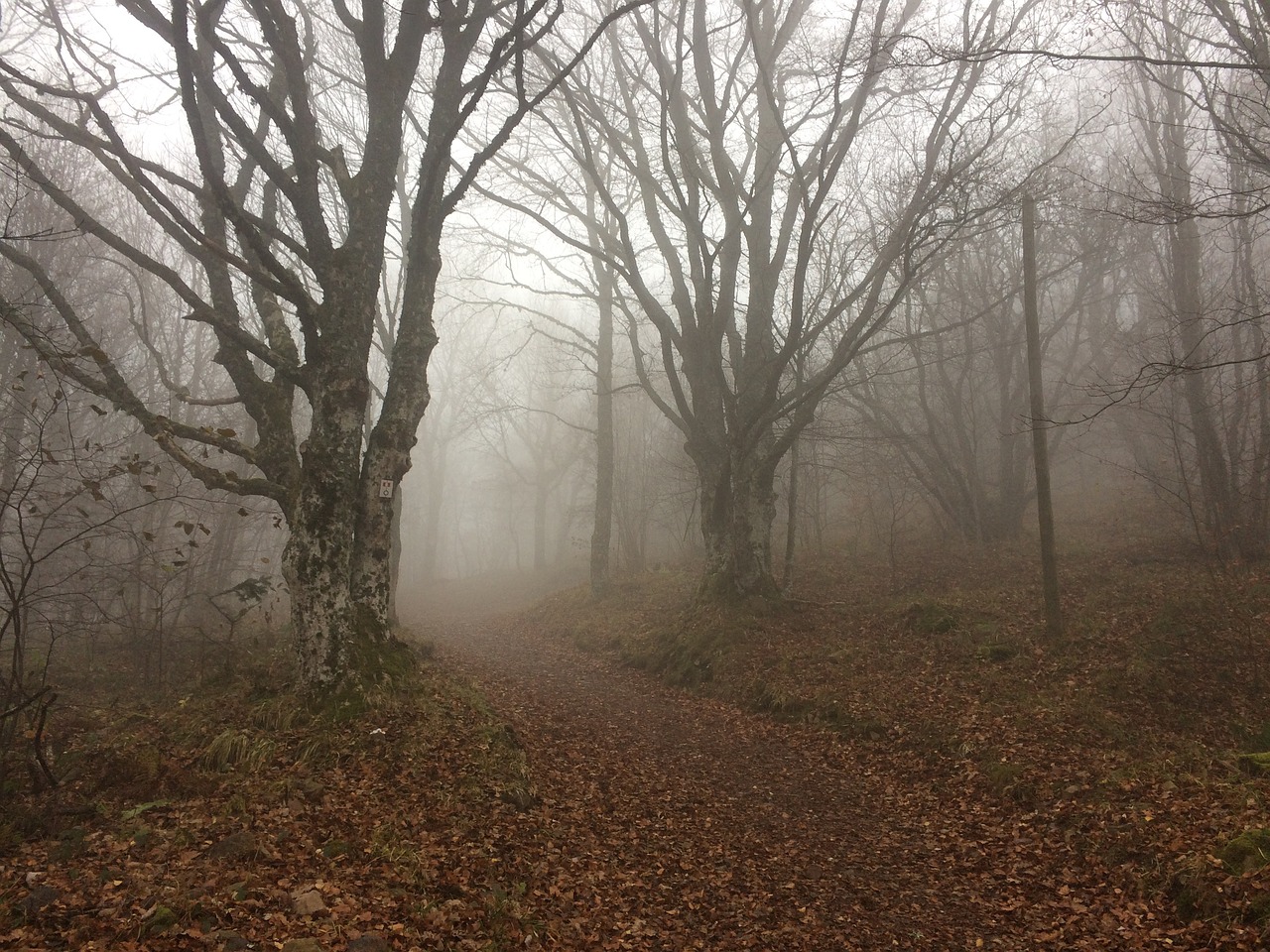 Hartmannswillerkopf, Vosges, Alsace, Karas, Ruduo, Rūkas, Keista, Vaiduoklis, Rūkas, Nuotaika