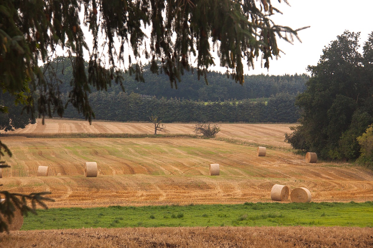 Derlius, Laukas, Šieno Kamuoliai, Ūkininkavimas, Denmark, Nemokamos Nuotraukos,  Nemokama Licenzija