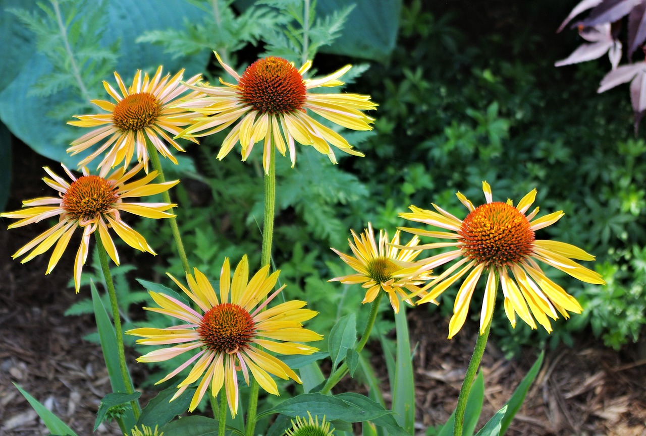 Derlius Moon Coneflower, Sodas, Gėlių, Gėlės, Geltona, Kanada, Nemokamos Nuotraukos,  Nemokama Licenzija