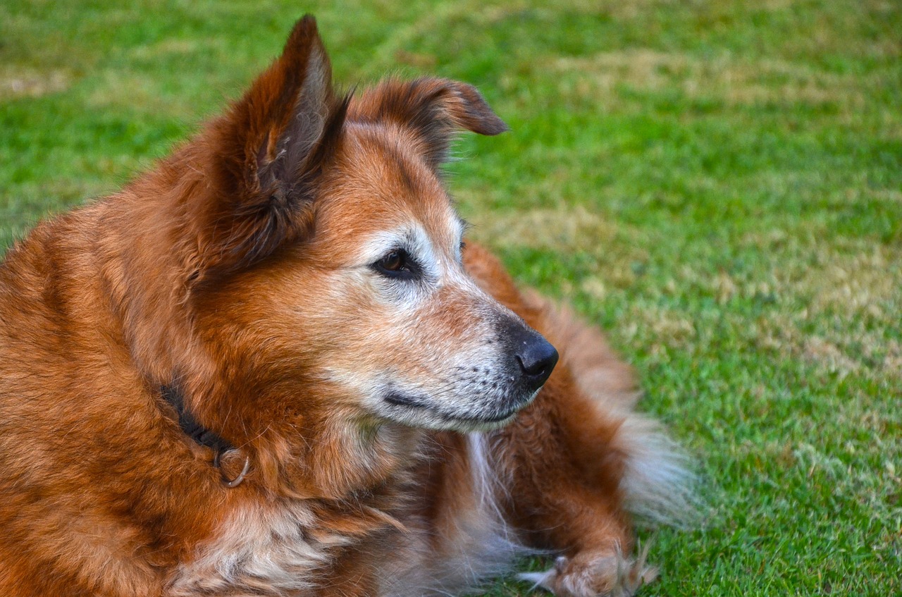 Harzera Lapė, Šuo, Kailis, Naminis Gyvūnėlis, Hibridas, Hundeportrait, Wuschelig, Šarnyrinė Ausija, Gyvūnas, Nemokamos Nuotraukos