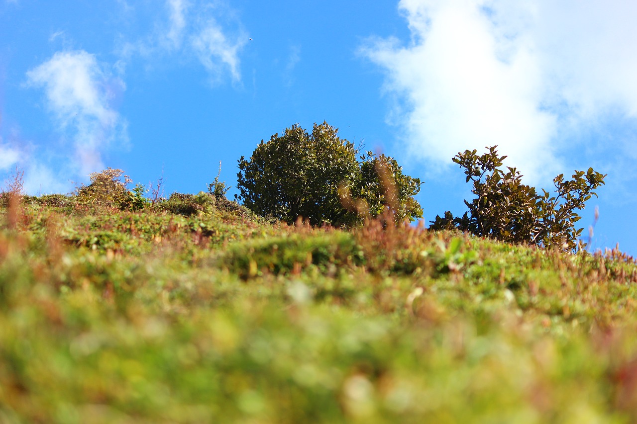 Hatu, Piko, Šventykla, Poilsis, Namas, Gamta, Jamachal, Pradesh, Shimla, Narkanda