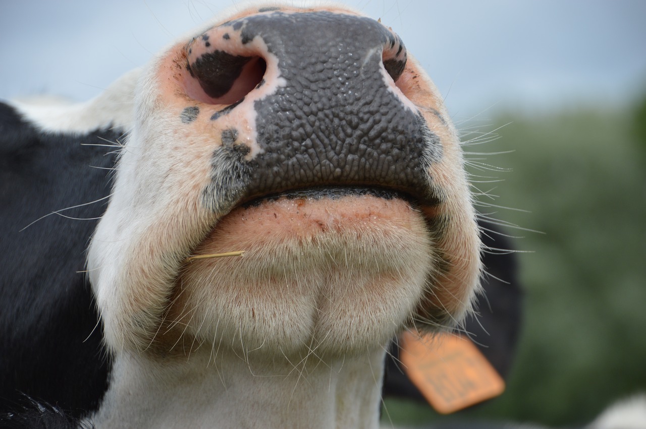 Turi Nosį,  Humoras,  Šnervės,  Gyvūnas,  Žinduolis,  Karvė,  Pieno Karvė,  Gyvulininkystė,  Pieno,  Telyčia