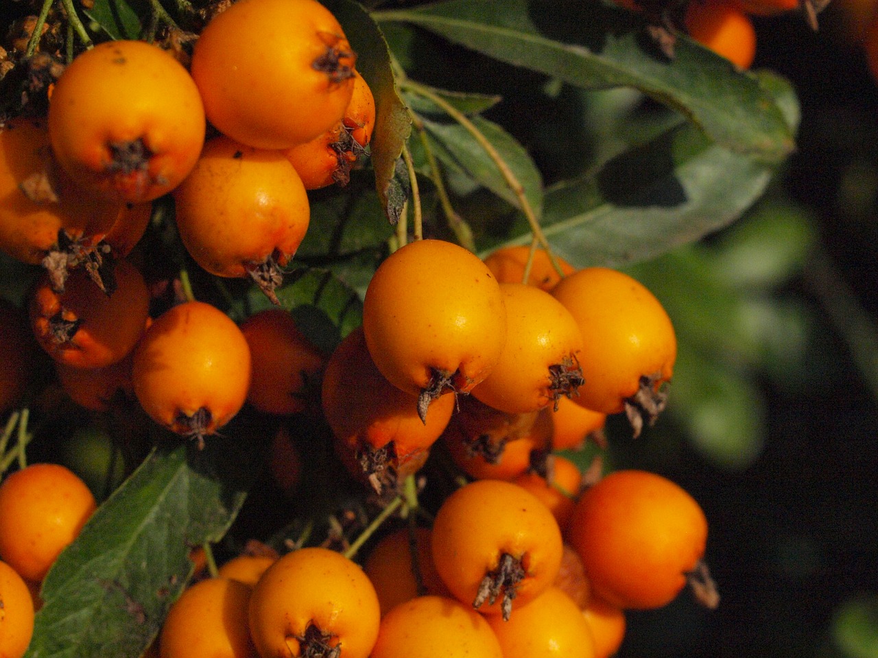 Haw, Vaisiai, Vaisiai, Uogos, Sorbus, Oranžinė, Sorbus Aria, Nemokamos Nuotraukos,  Nemokama Licenzija