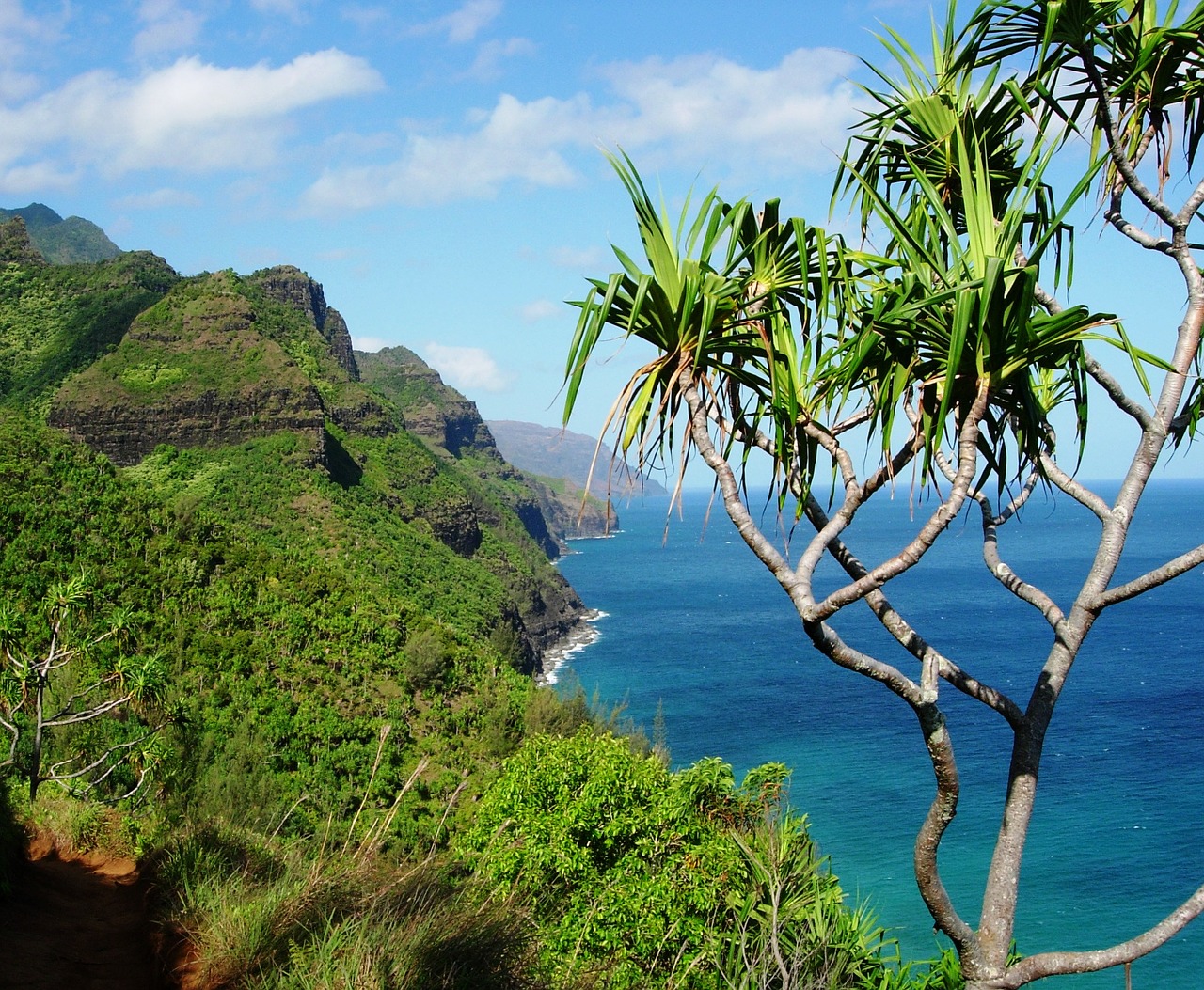 Hawaii, Medis, Atogrąžų, Sala, Gamta, Kelionė, Delnas, Pandanus, Vanduo, Vandenynas