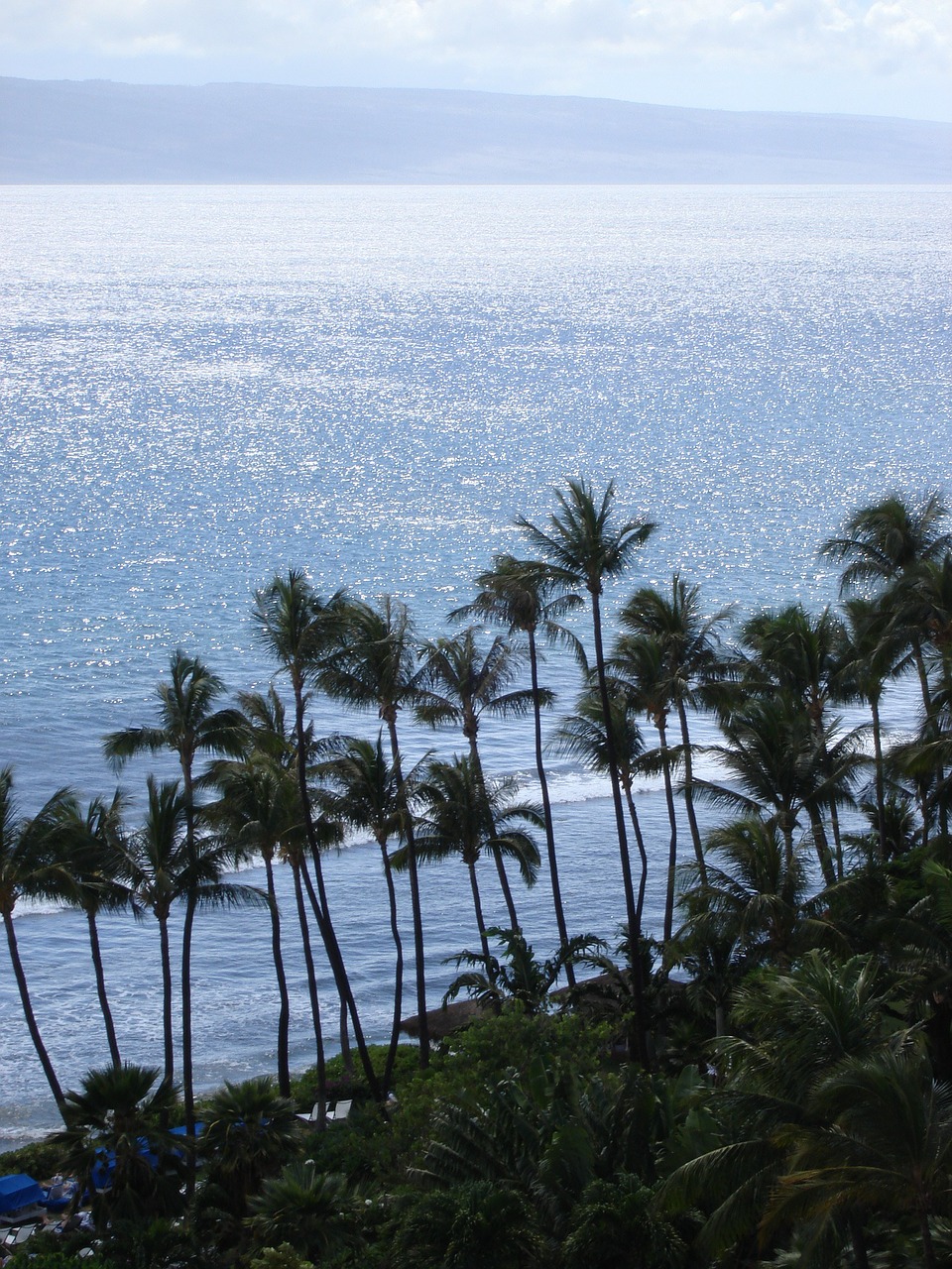 Hawaii, Palmės, Papludimys, Nuostabus Paplūdimys, Delnas, Sala, Smėlio Paplūdimys Jūra, Nemokamos Nuotraukos,  Nemokama Licenzija
