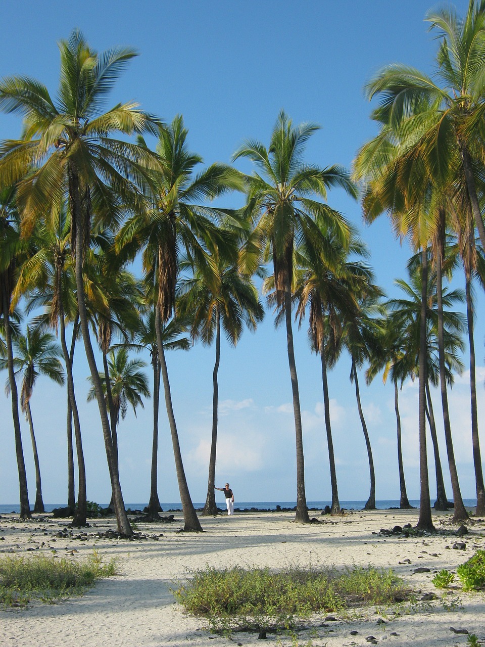 Hawaii, Didžioji Sala, Palmės, Nemokamos Nuotraukos,  Nemokama Licenzija