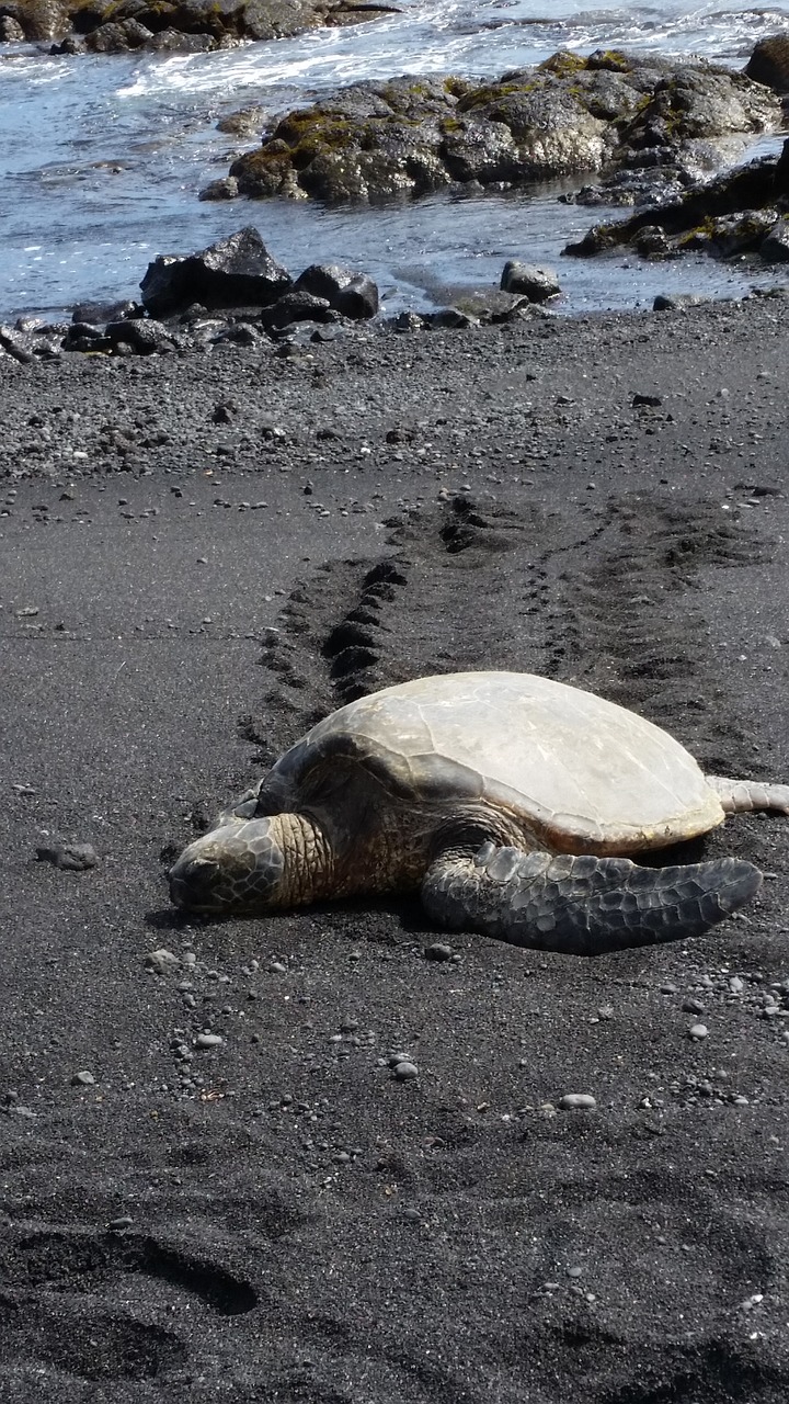 Hawaii, Jūrų Vėžlys, Juodas Smelis, Papludimys, Nemokamos Nuotraukos,  Nemokama Licenzija