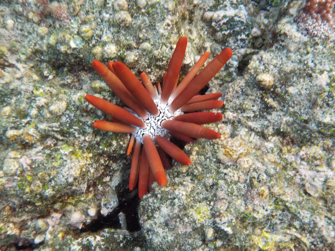 Hawaii, Jūrų Ežiai, Atogrąžų, Ramiojo Vandenyno Regionas, Urchin, Sūrus Vanduo, Sala, Nemokamos Nuotraukos,  Nemokama Licenzija