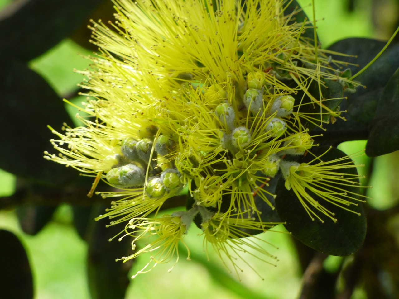 Hawaii, Augalas, Lehua, Gamta, Atogrąžų, Nemokamos Nuotraukos,  Nemokama Licenzija