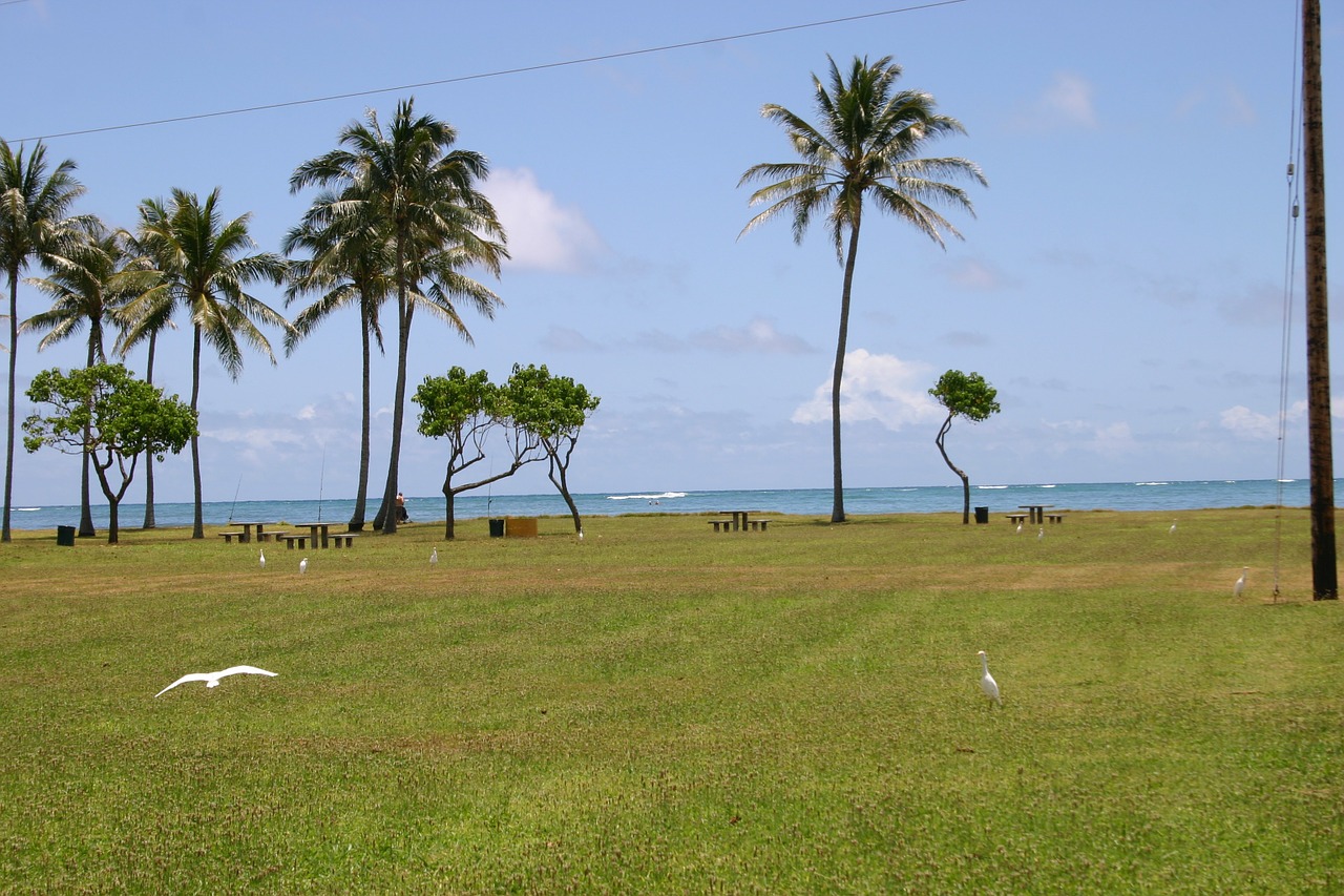 Hawaii, Papludimys, Palmės, Jūra, Vandenynas, Nemokamos Nuotraukos,  Nemokama Licenzija