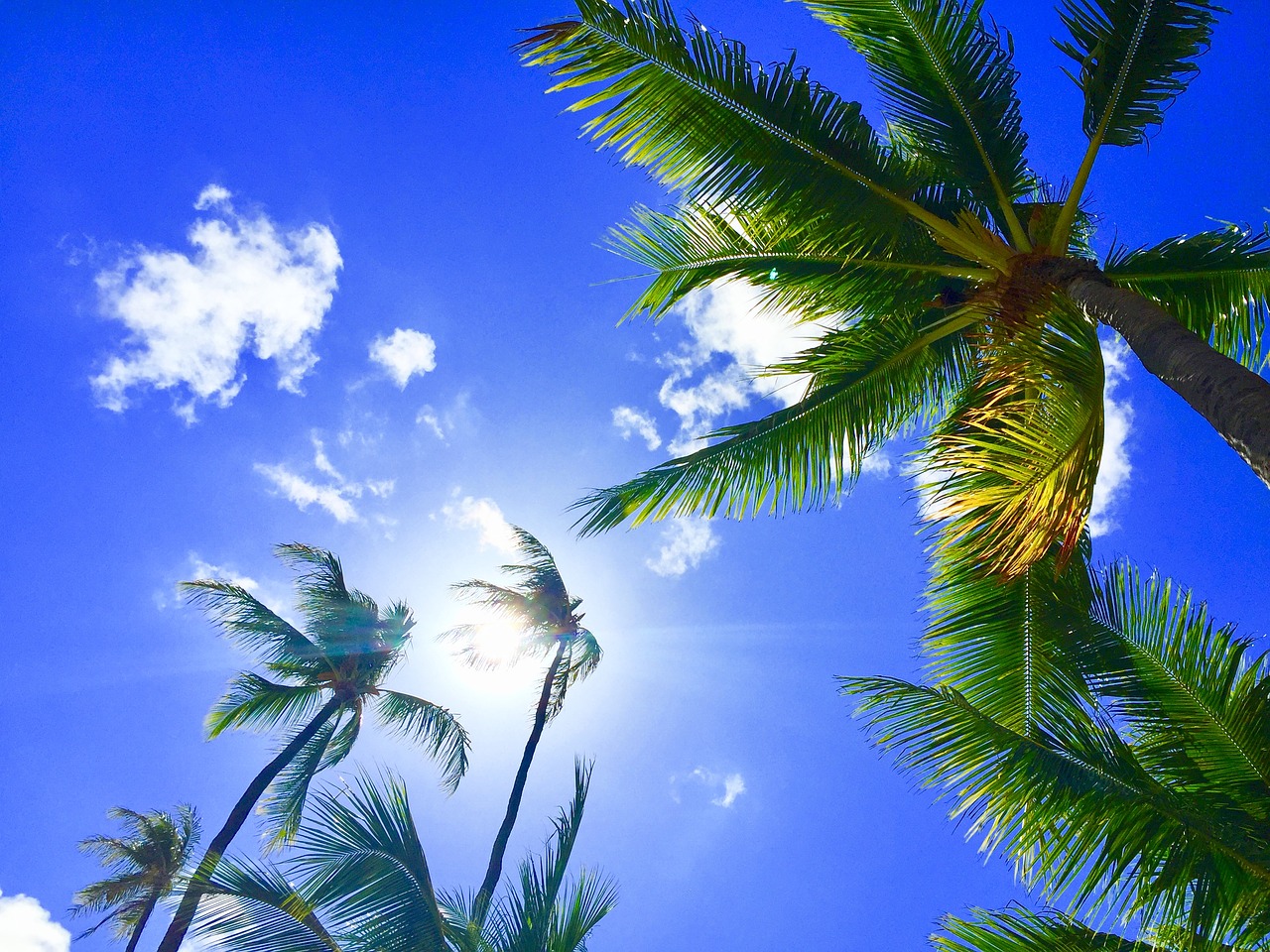 Hawaii, Aloha, Palmė, Mėlynas Dangus, Atsipalaiduoti, Kurorto Havajai, Palmės, Mėlynas Dangus, Vasaros Atostogos, Kurortas