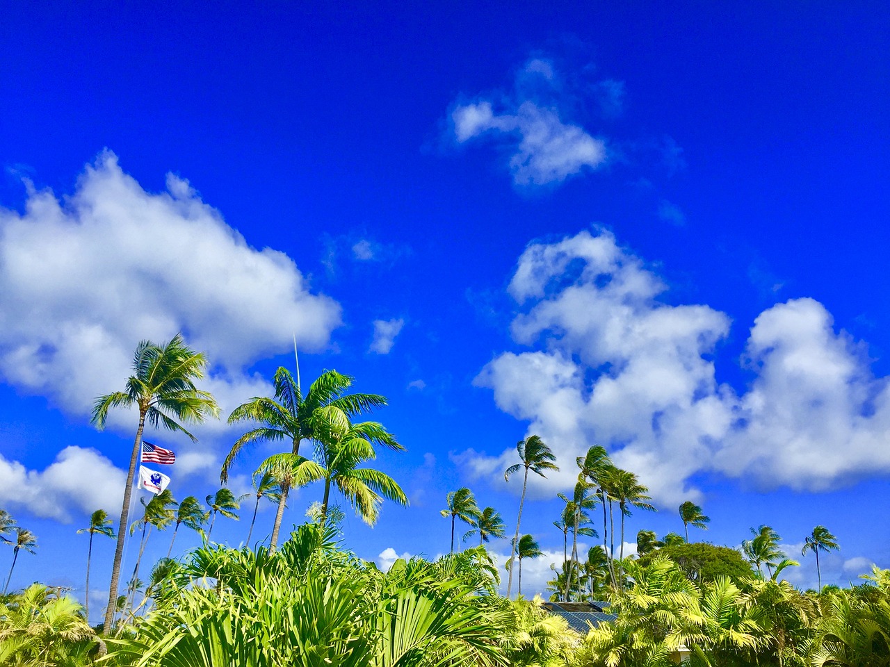 Hawaii, Aloha, Palmė, Mėlynas Dangus, Atsipalaiduoti, Kurorto Havajai, Palmės, Mėlynas Dangus, Vasaros Atostogos, Kurortas