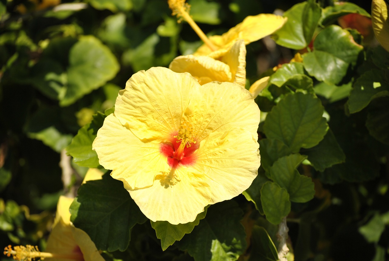 Hawaii, Gėlė, Atogrąžų, Gamta, Gėlių, Egzotiškas, Augalas, Aloha, Havajų Kalba, Botanikos