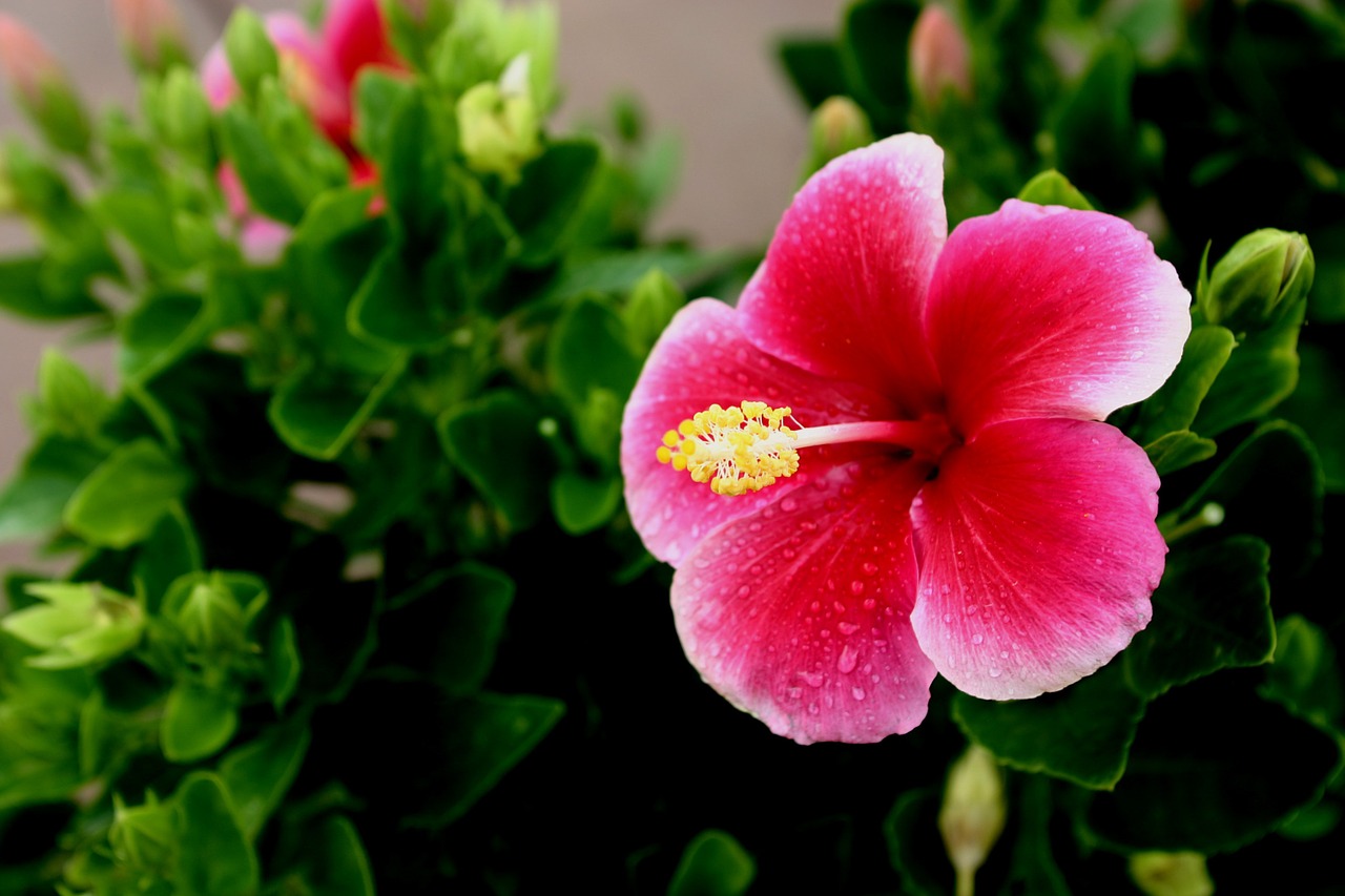 Hawaii, Gėlė, Hibiscus, Lauke, Atogrąžų, Žiedas, Rojus, Nemokamos Nuotraukos,  Nemokama Licenzija