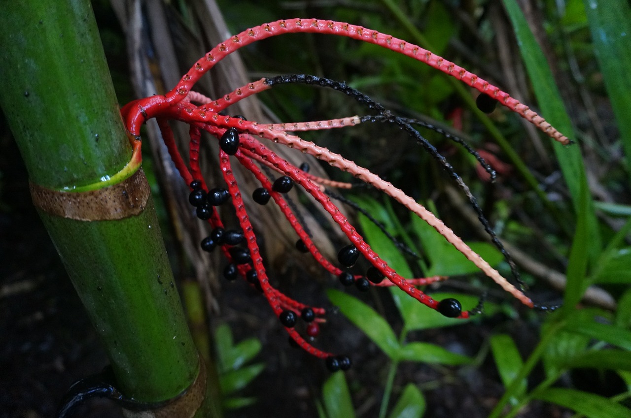 Hawaii,  Gėlė,  Atogrąžų, Nemokamos Nuotraukos,  Nemokama Licenzija