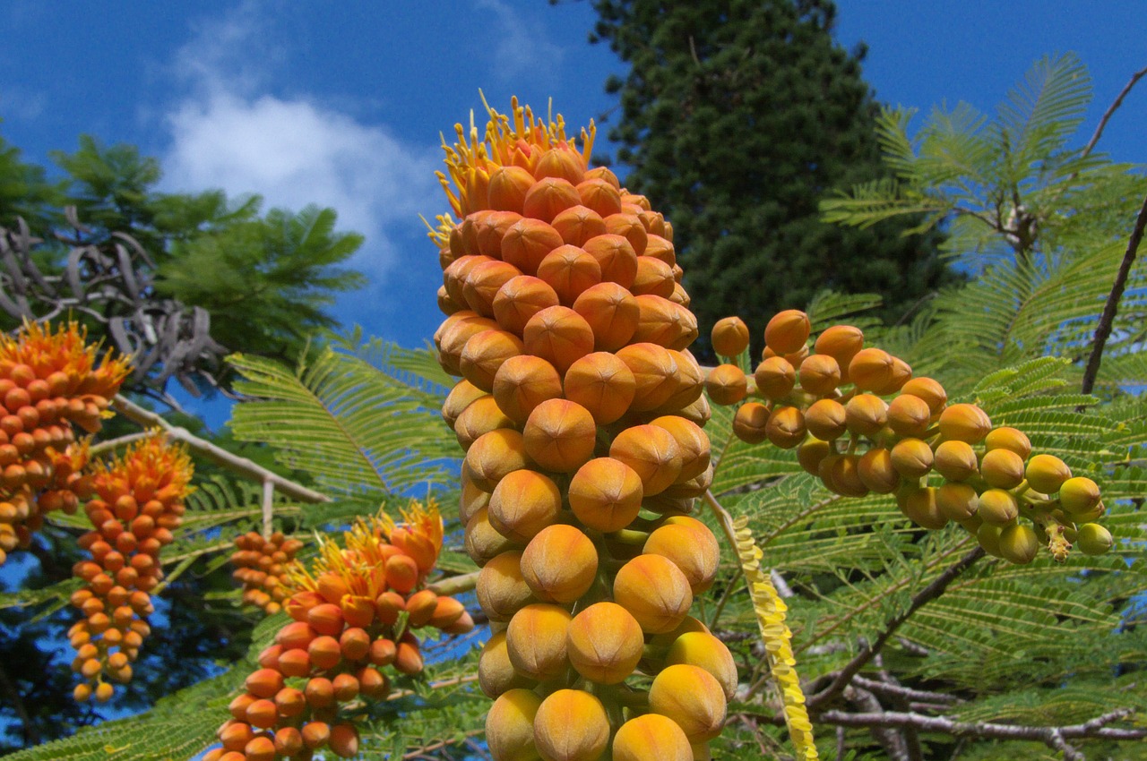 Hawaii, Kauai, Gamta, Augalai, Gėlės, Nemokamos Nuotraukos,  Nemokama Licenzija