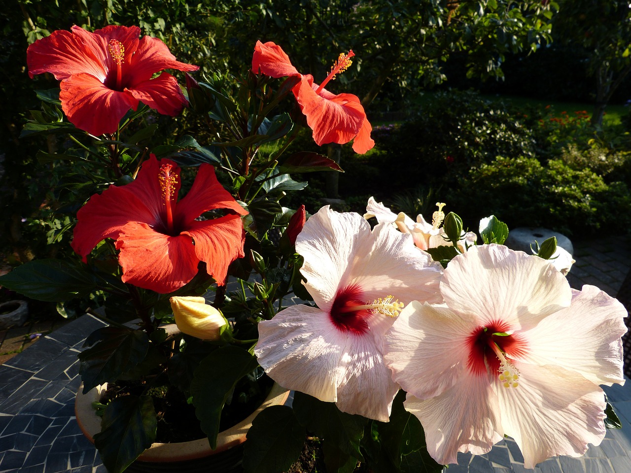 Hibiscus, Sodas, Namas, Nemokamos Nuotraukos,  Nemokama Licenzija