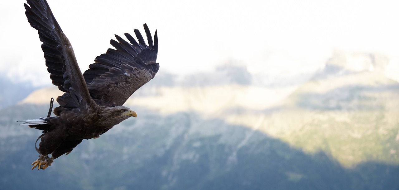 Vanagas, Skrydis, Paukštis, Raptoras, Laukinė Gamta, Skristi, Nemokamos Nuotraukos,  Nemokama Licenzija