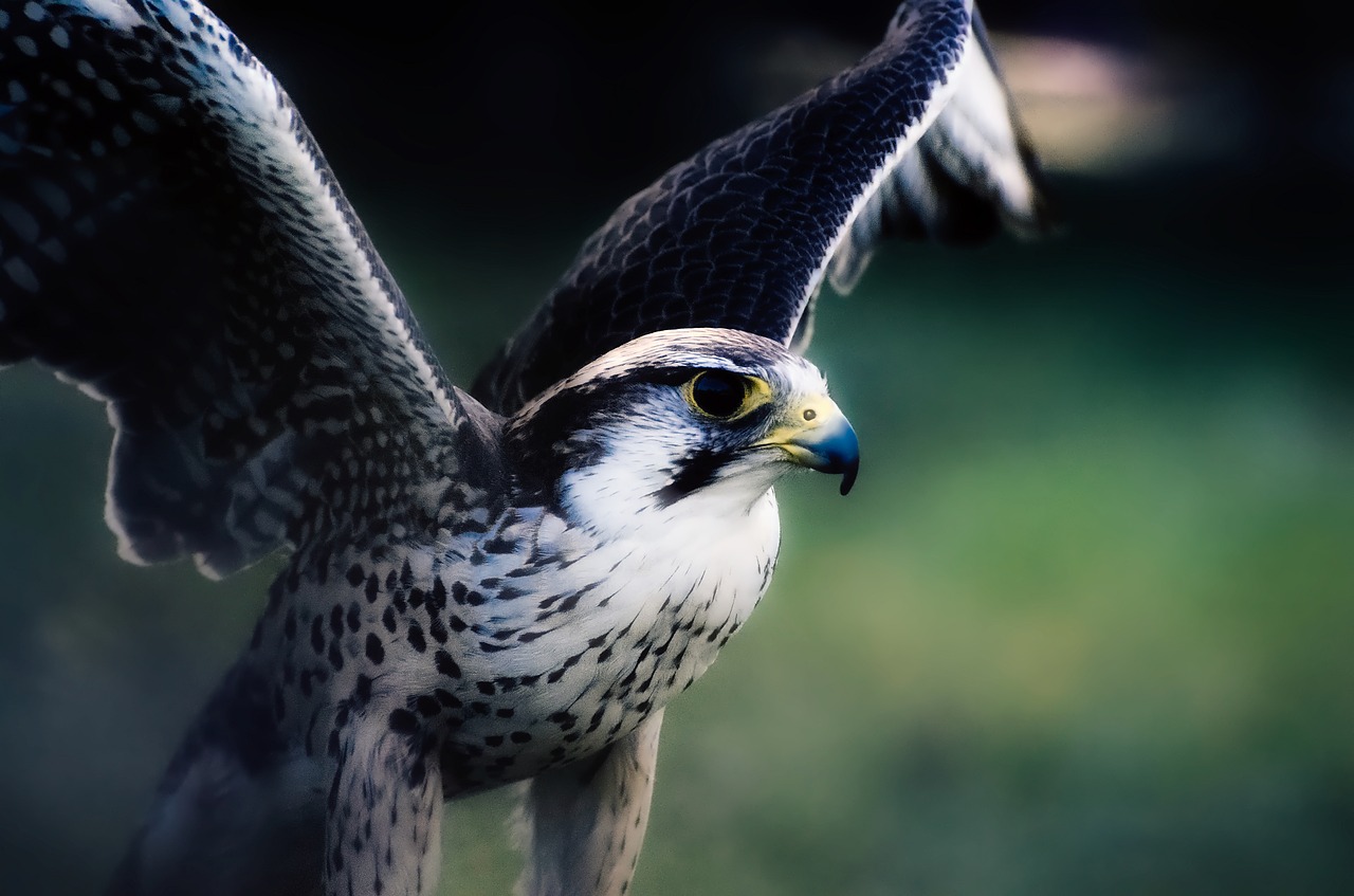 Vanagas, Falcon, Paukštis, Laukinė Gamta, Plėšrūnas, Makro, Iš Arti, Gražus, Hdr, Gamta