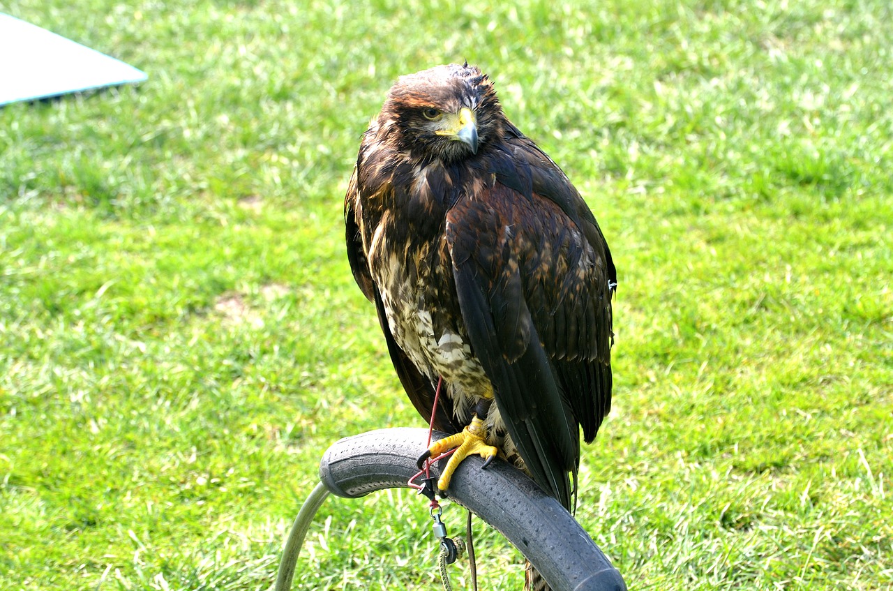 Vanagas, Plėšrusis Paukštis, Laukinė Gamta, Raptoras, Gamta, Plėšrūnas, Paukštis, Sustingęs, Nemokamos Nuotraukos,  Nemokama Licenzija