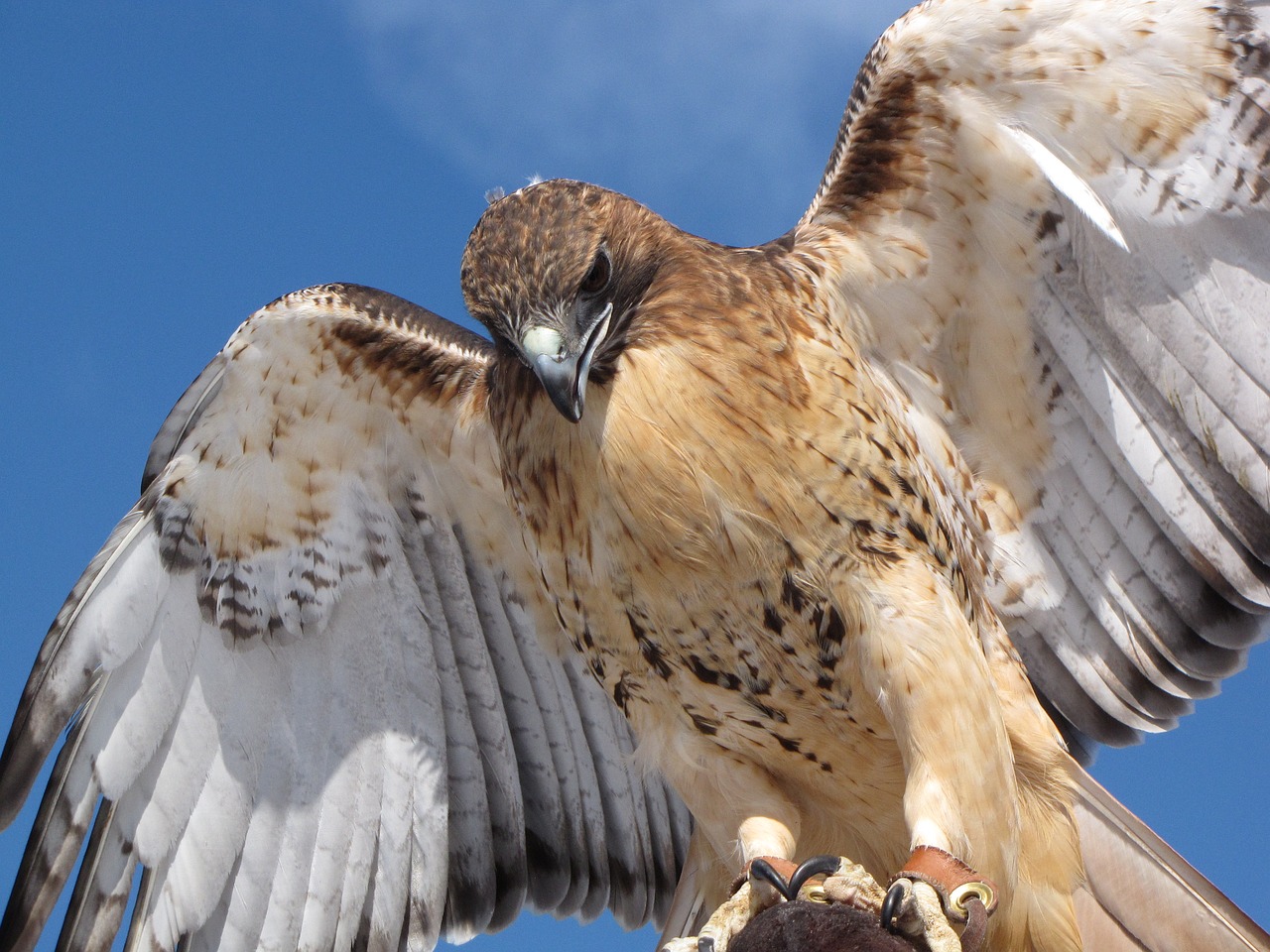 Vanagas, Plėšrūnas, Raptoras, Laukinė Gamta, Laukiniai, Plunksna, Paukštis, Falcon, Snapas, Sparnas