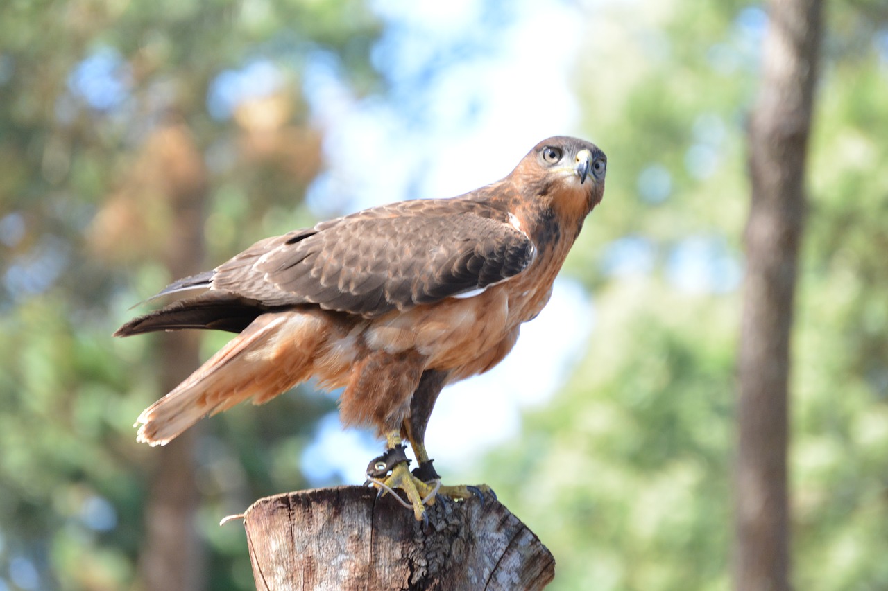 Hawk,  Raptor,  Laukinių,  Paukštis,  Plunksna,  Sakalais,  Pobūdį,  Predator,  Gyvūnijos,  Skristi