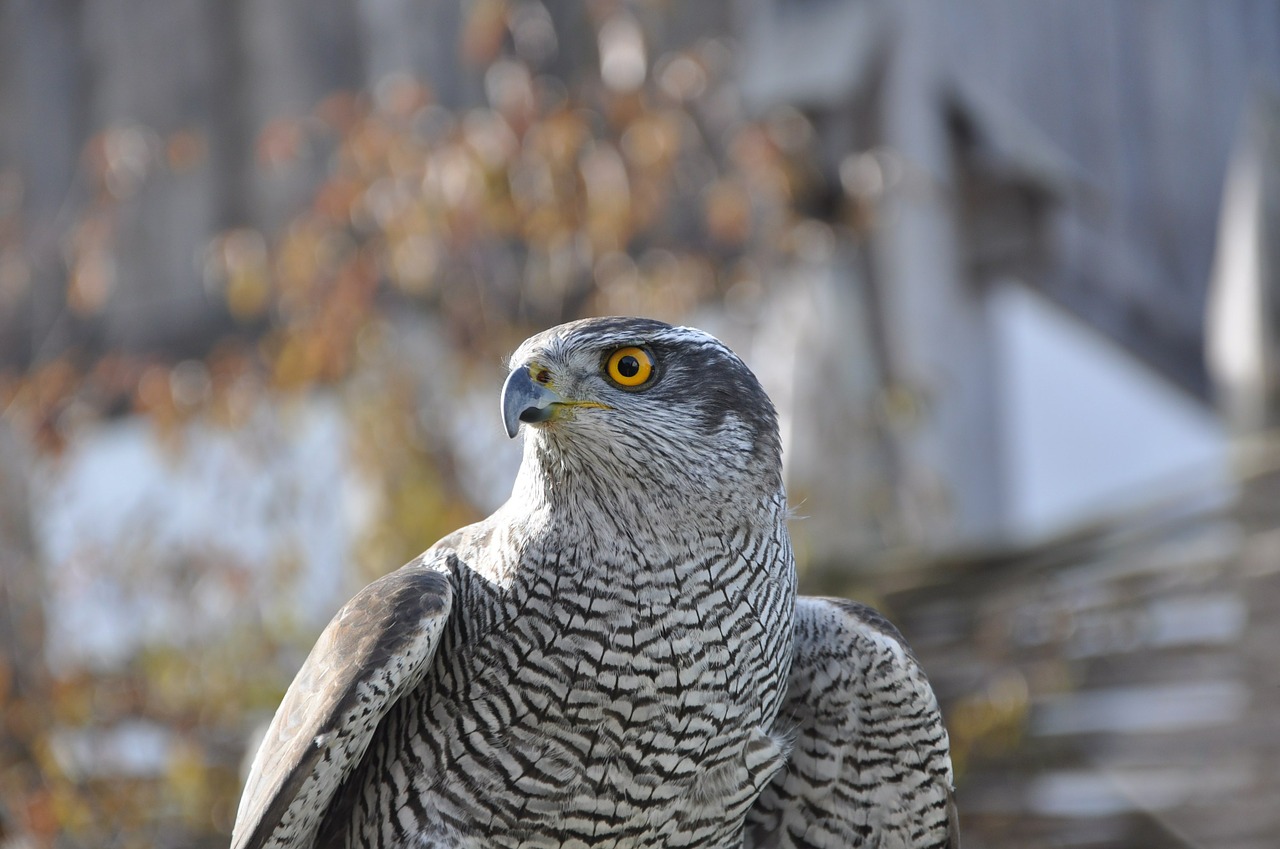 Vanagas, Plėšrusis Paukštis, Salkūnai, Raptoras, Paukštis, Nemokamos Nuotraukos,  Nemokama Licenzija