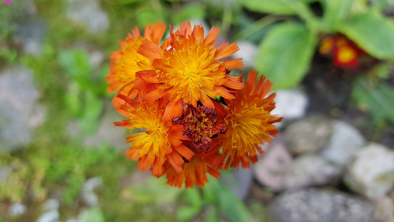 Hawkweed,  Gėlė,  Žydi,  Oranžinė,  Sodo Augalų,  Vanagė Aurantiacum,  Laukinių Gėlių, Nemokamos Nuotraukos,  Nemokama Licenzija