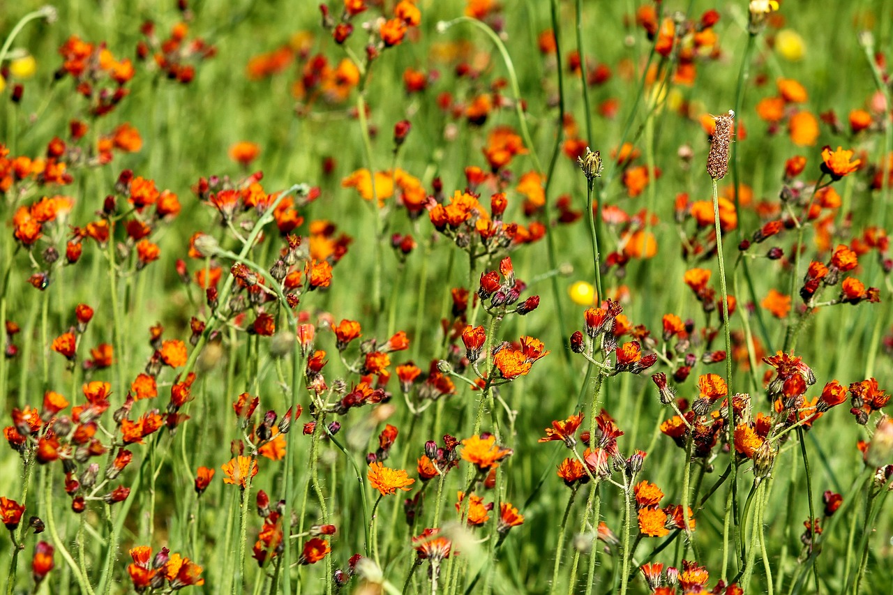 Hawkweed,  Gėlių Pieva,  Pilosella Aurantiaca,  Meadow,  Žolė,  Gėlės,  Oranžinė,  Raudona,  Pobūdį,  Žydi