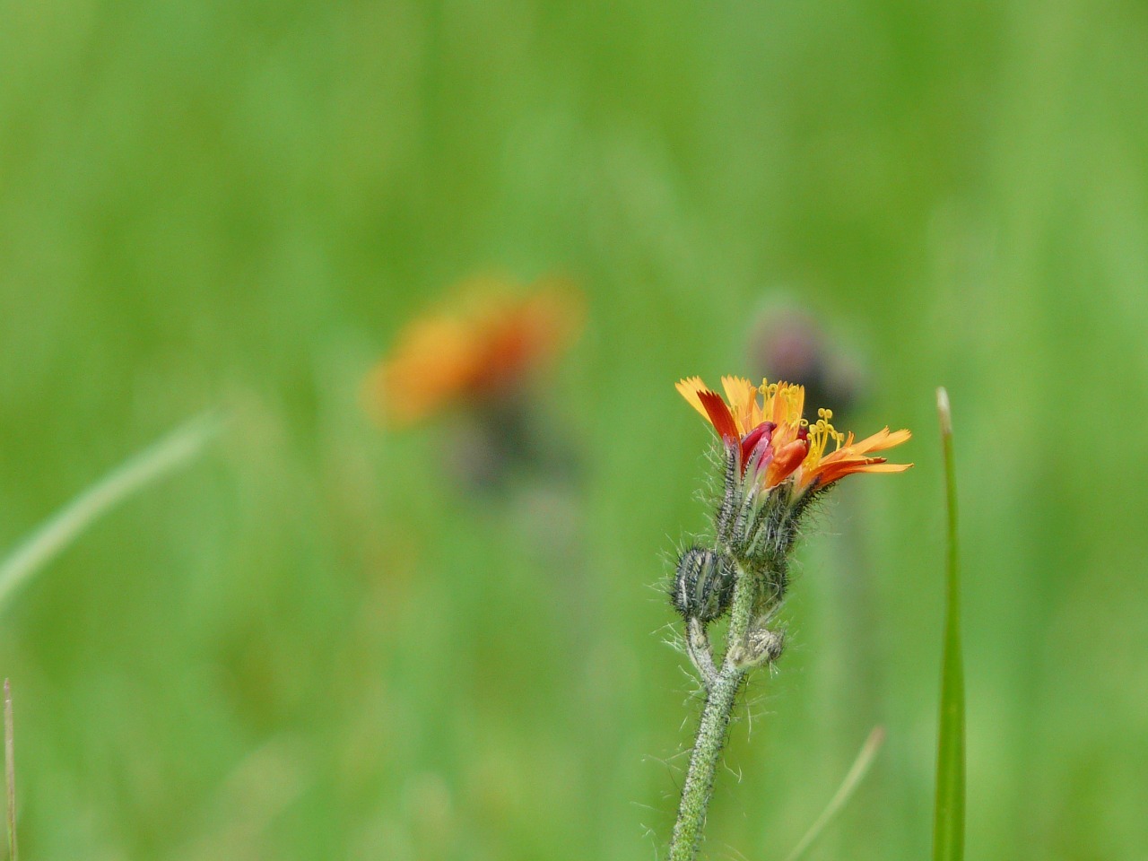 Hawkweed, Sodas, Piktžolės, Nemokamos Nuotraukos,  Nemokama Licenzija