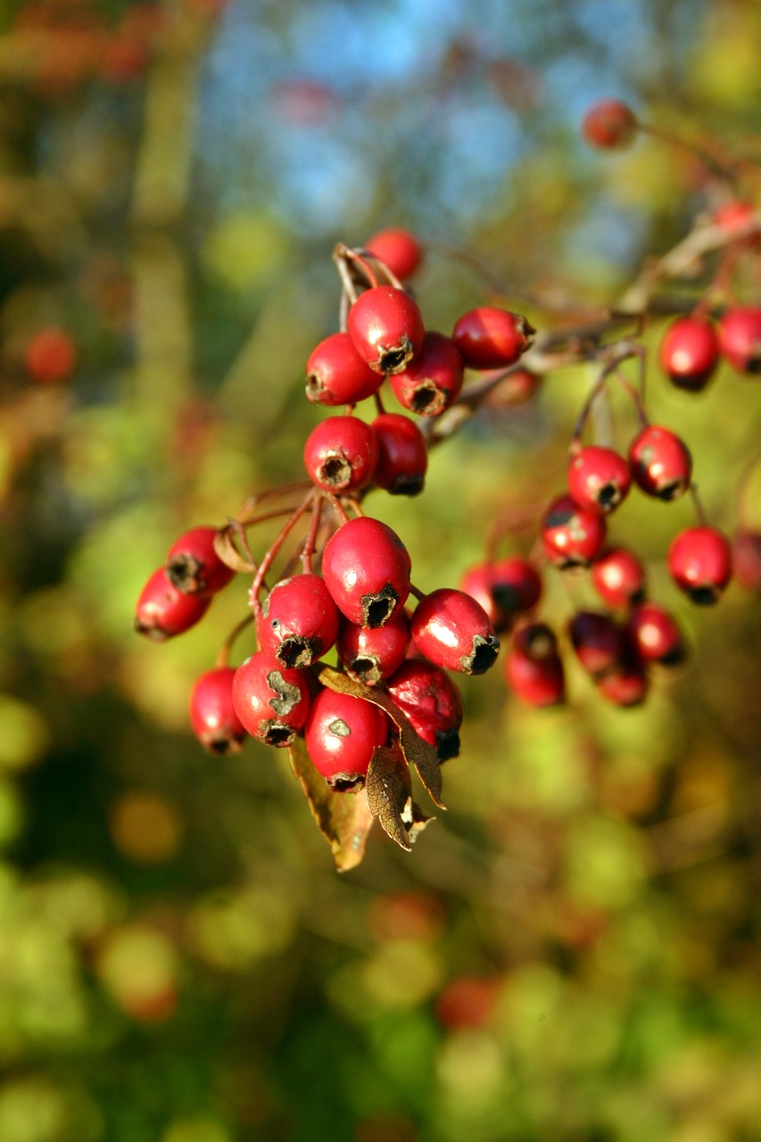 Gudobelė, Vaisiai, Raudona, Uogos, Crataegus, Rožių Šiltnamius, Uždaryti, Ruduo, Heckendorn, Augalas