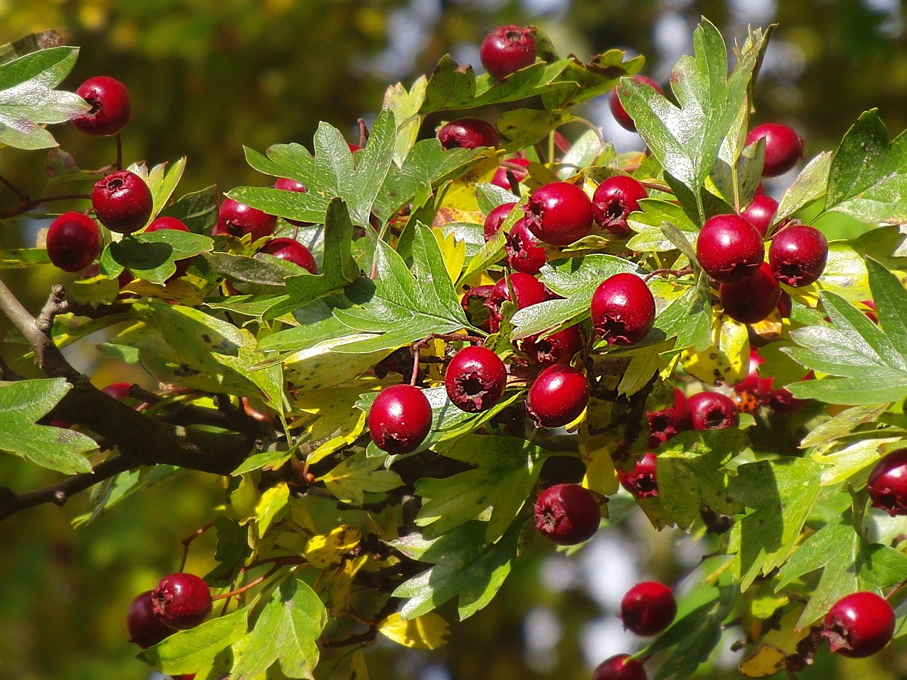 Gudobelė, Gudobelės Uogos, Uogų Raudona, Rudens Vaisius, Vaistinis Augalas, Uogos, Nemokamos Nuotraukos,  Nemokama Licenzija