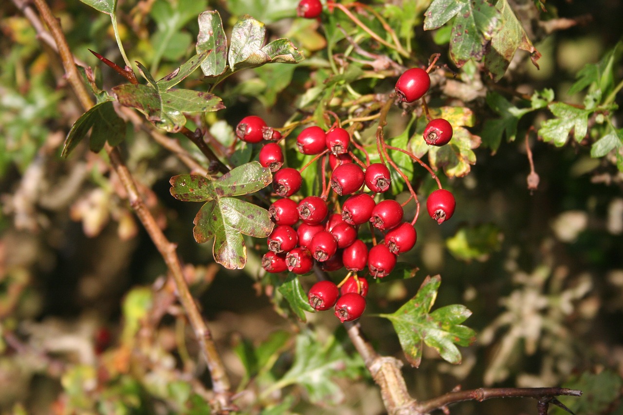 Gudobelė, Haws, Uogos, Raudona, Vaisiai, Augalas, Gamta, Natūralus, Uogos, Ruduo