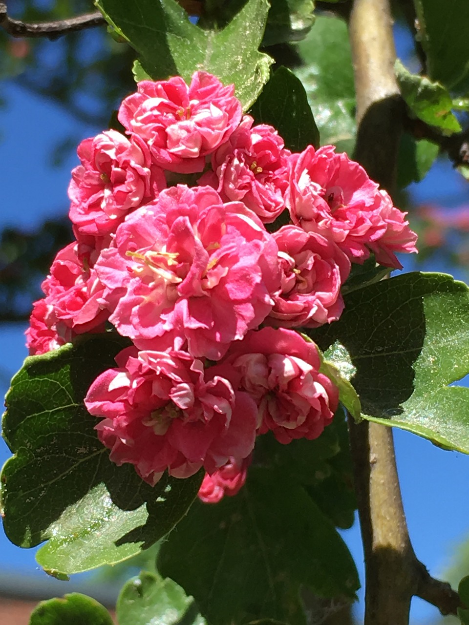 Hawthorn,  Žiedas,  Žydi,  Iš Arti,  Gėlė,  Visiškai Rozkwitnie,  Pavasaris,  Suklestėjimas,  Rožinė Gėlė,  Medis