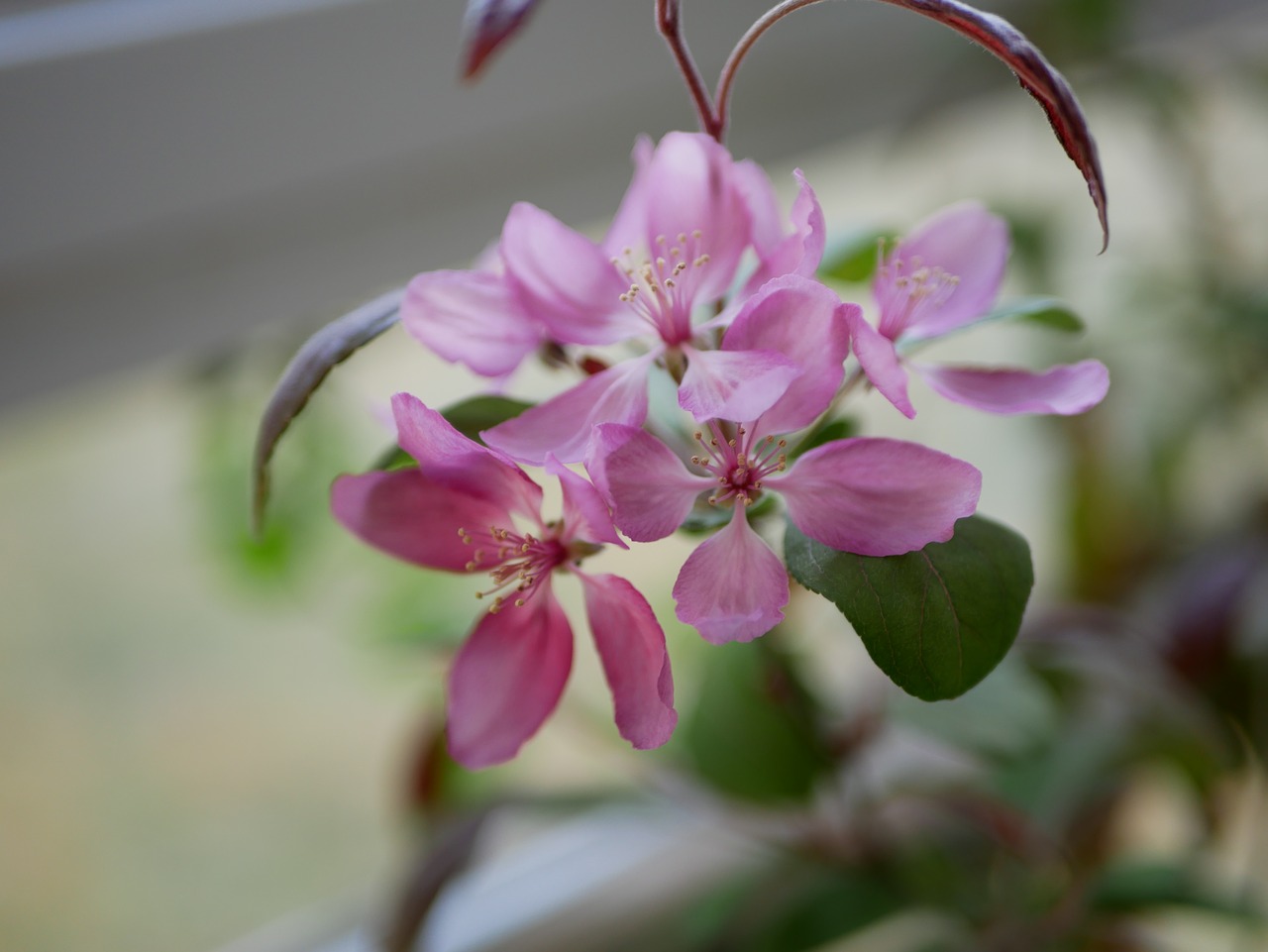 Hawthorn,  Gėlė, Nemokamos Nuotraukos,  Nemokama Licenzija