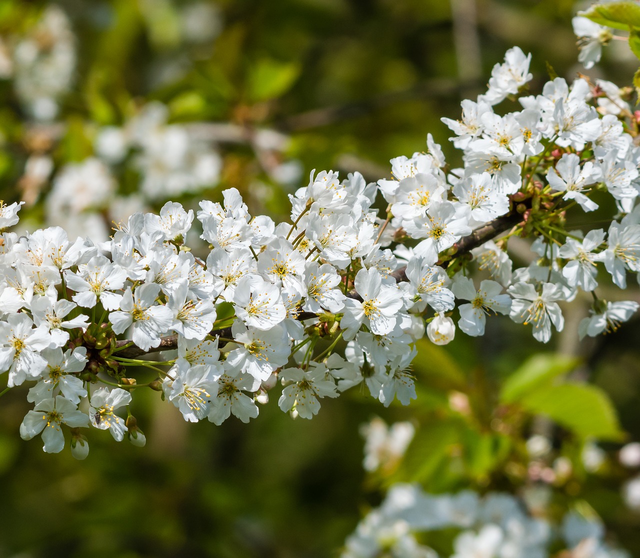 Hawthorn,  Gėlė,  Žiedas,  Augalų,  Pobūdį,  Žydi,  Krūmas, Nemokamos Nuotraukos,  Nemokama Licenzija