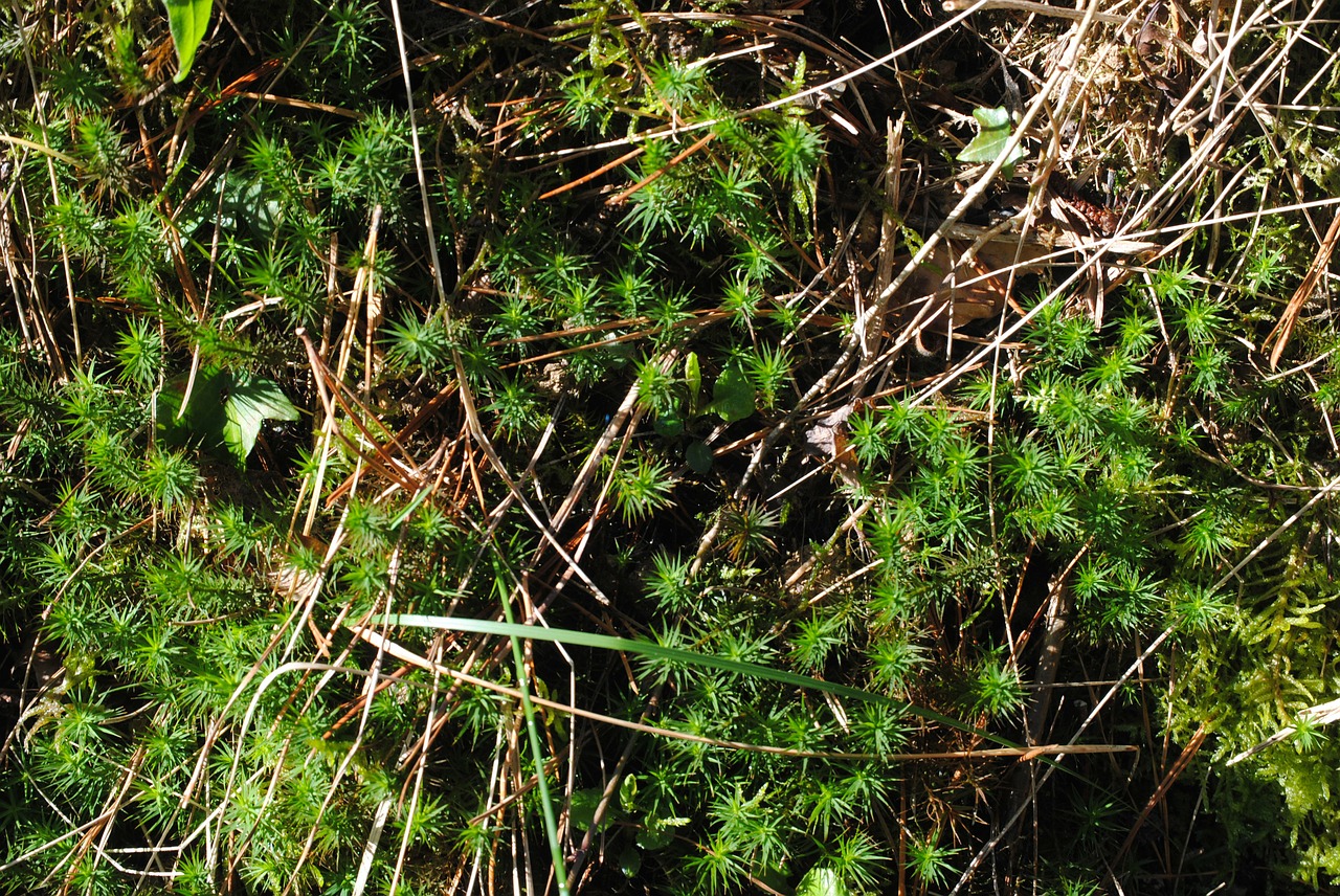 Gudobelė, Gėlė, Geltona, Erškėčių, Aštrus, Flora, Drakonas, Nemokamos Nuotraukos,  Nemokama Licenzija