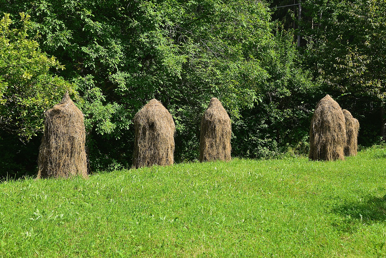 Šienas, Haystacks, Pieva, Vasara, Nemokamos Nuotraukos,  Nemokama Licenzija