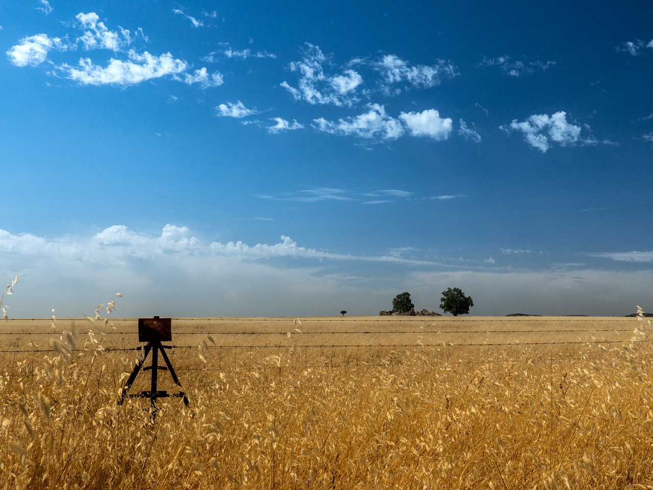 Šienas, Laukas, Vasara, Šiaudai, Derlius, Kraštovaizdis, Gamta, Pasėliai, Prairie, Horizontas