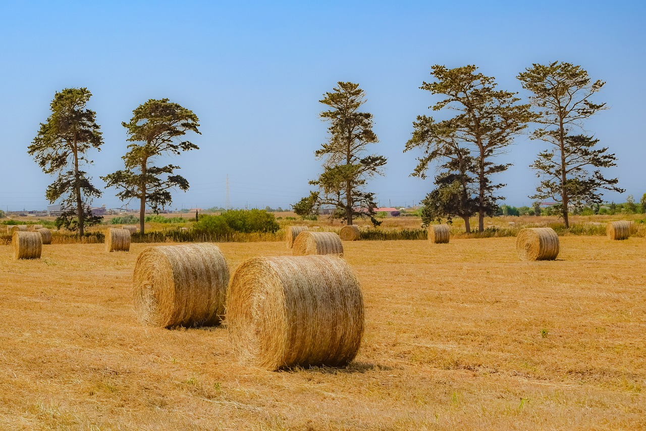 Hay,  Žemdirbystė,  Šiaudų,  Ūkis,  Pobūdį,  Bale,  Laukas,  Kraštovaizdis,  Medžiai,  Kaimo