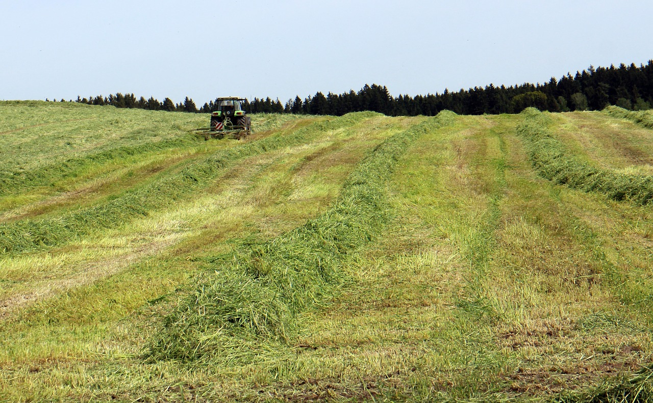 Šienas, Derliaus Metas, Žolė, Maistas, Žemdirbystė, Galvijų Pašarai, Naminių Gyvūnėlių Maistas, Derlius, Pieva, Garai