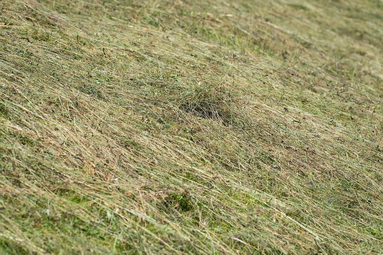 Hay,  Žemės Ūkio Paskirties Žemė Virsta,  Meadow,  Žolė,  Geheut,  Vasara,  Gamta, Nemokamos Nuotraukos,  Nemokama Licenzija