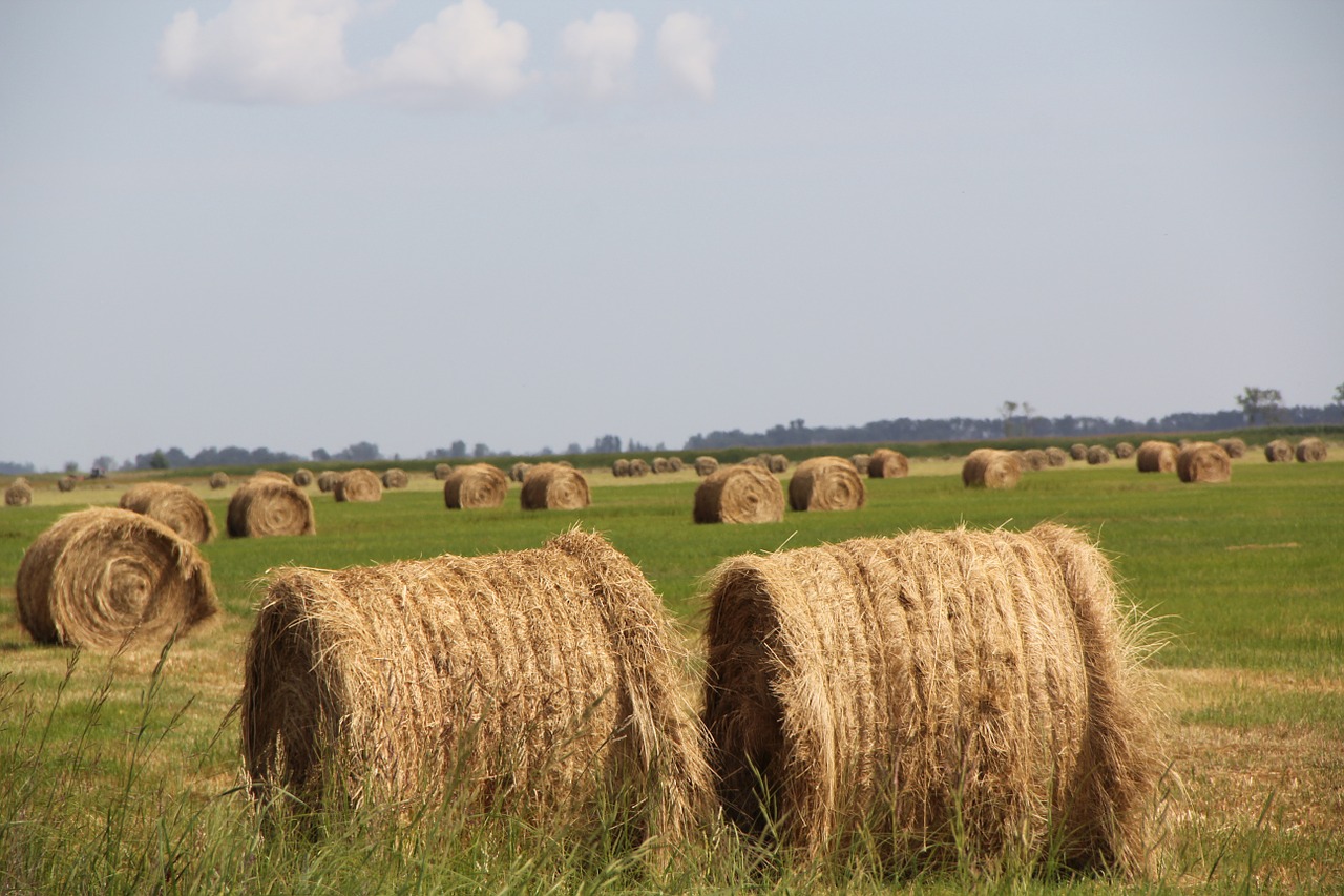 Šienas,  Laukas,  Agri,  Vasara,  Ūkis,  Žemdirbystė,  Kaimas,  Ritinys,  Haystack, Nemokamos Nuotraukos