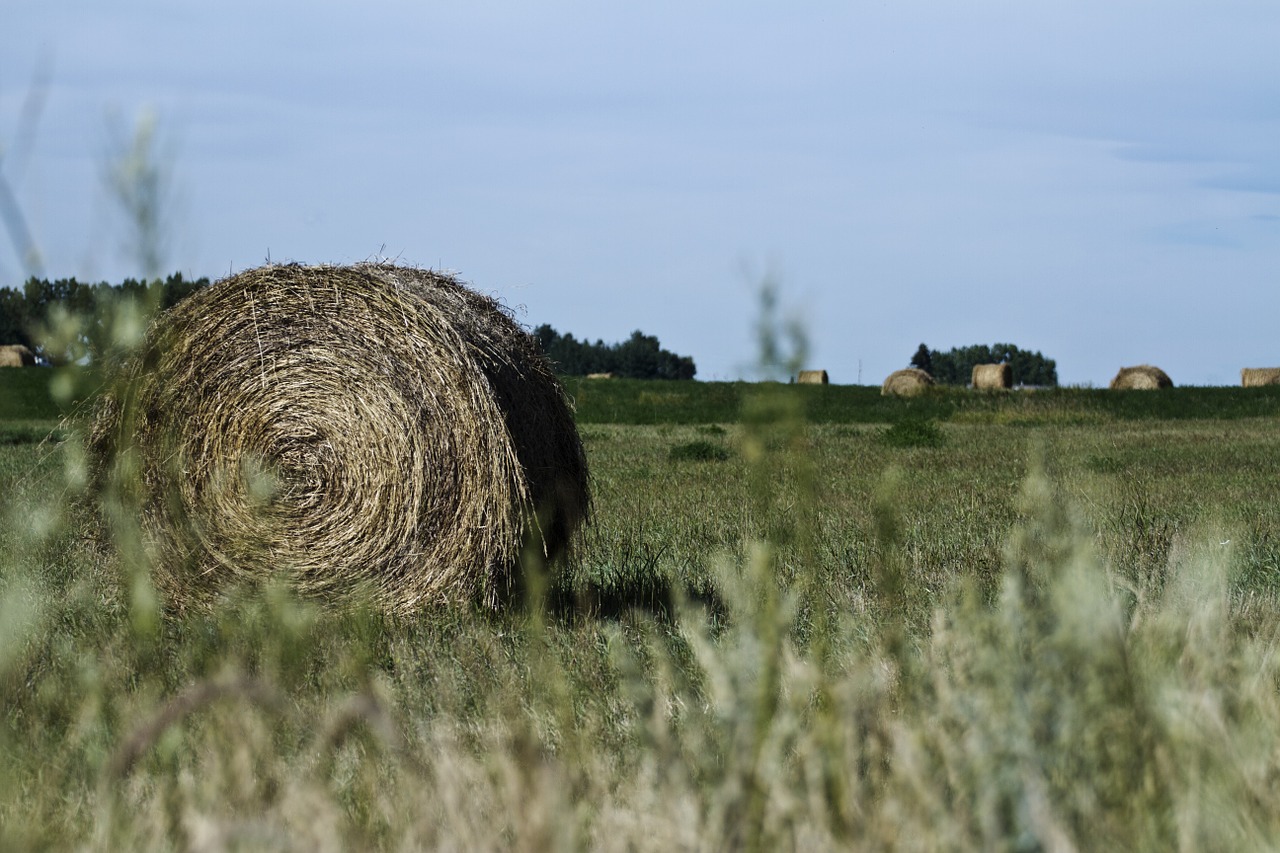 Šieno Ryšulių, Prairie, Šienas, Ritinys, Kvieciai, Ūkis, Kaimas, Pasėlių, Laukas, Žemdirbystė